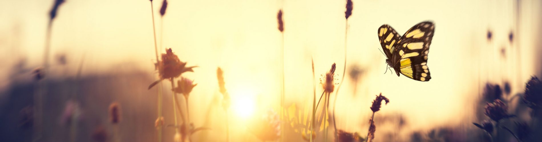 Environmental Law