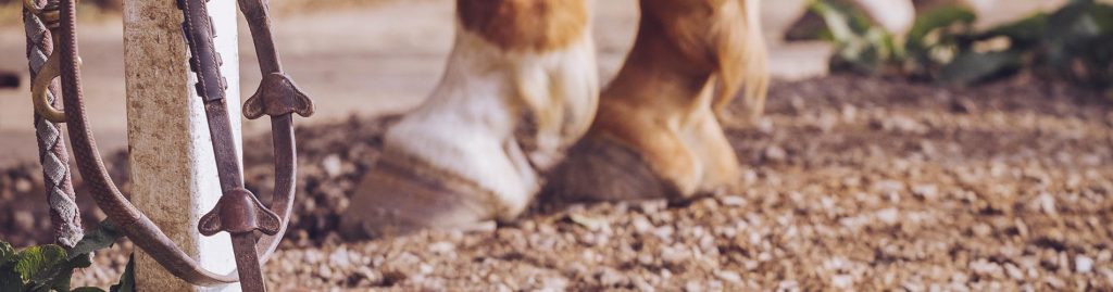 Equine Solicitors